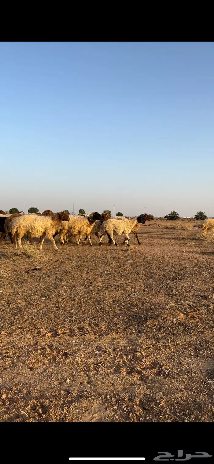 نعيم مقاني 2