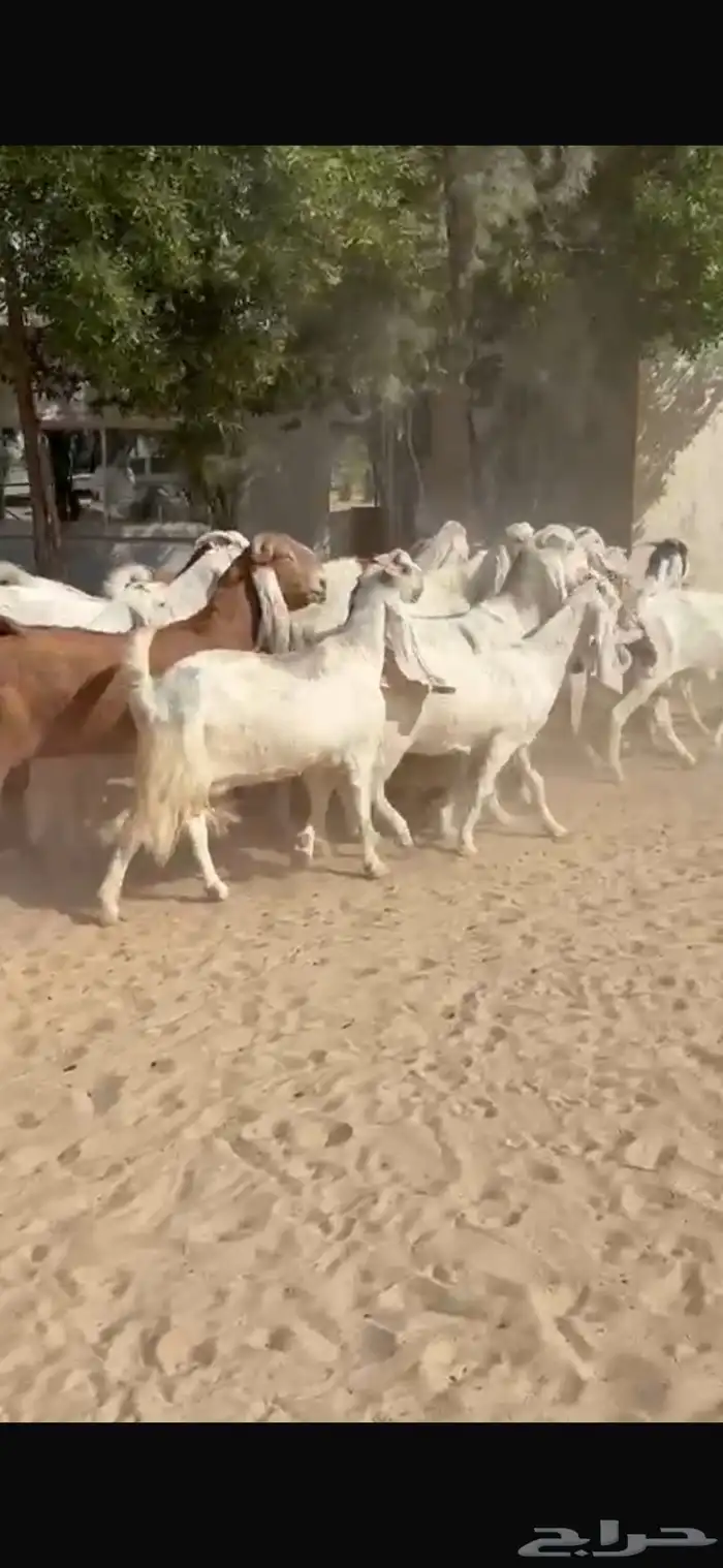 معزا بيض هولنديات 4