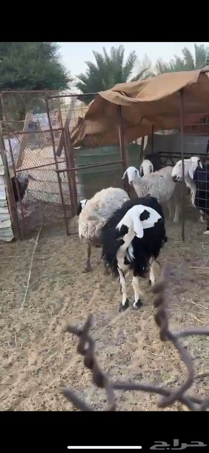 نعاج مع الفحل للبيع 1