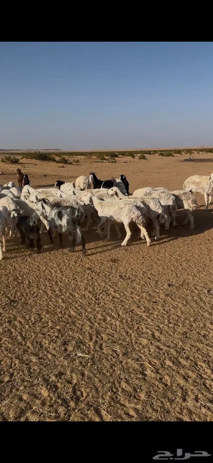 غنم حري للبيع ماعز وضأن فيه دفيع العدد حول 40 1