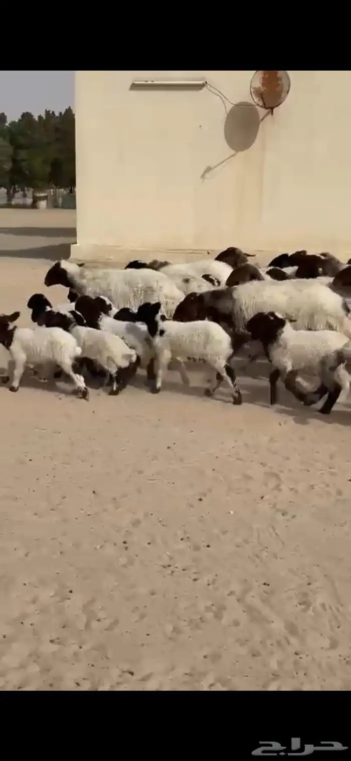 رغايث نعيم صنف فاخره 3