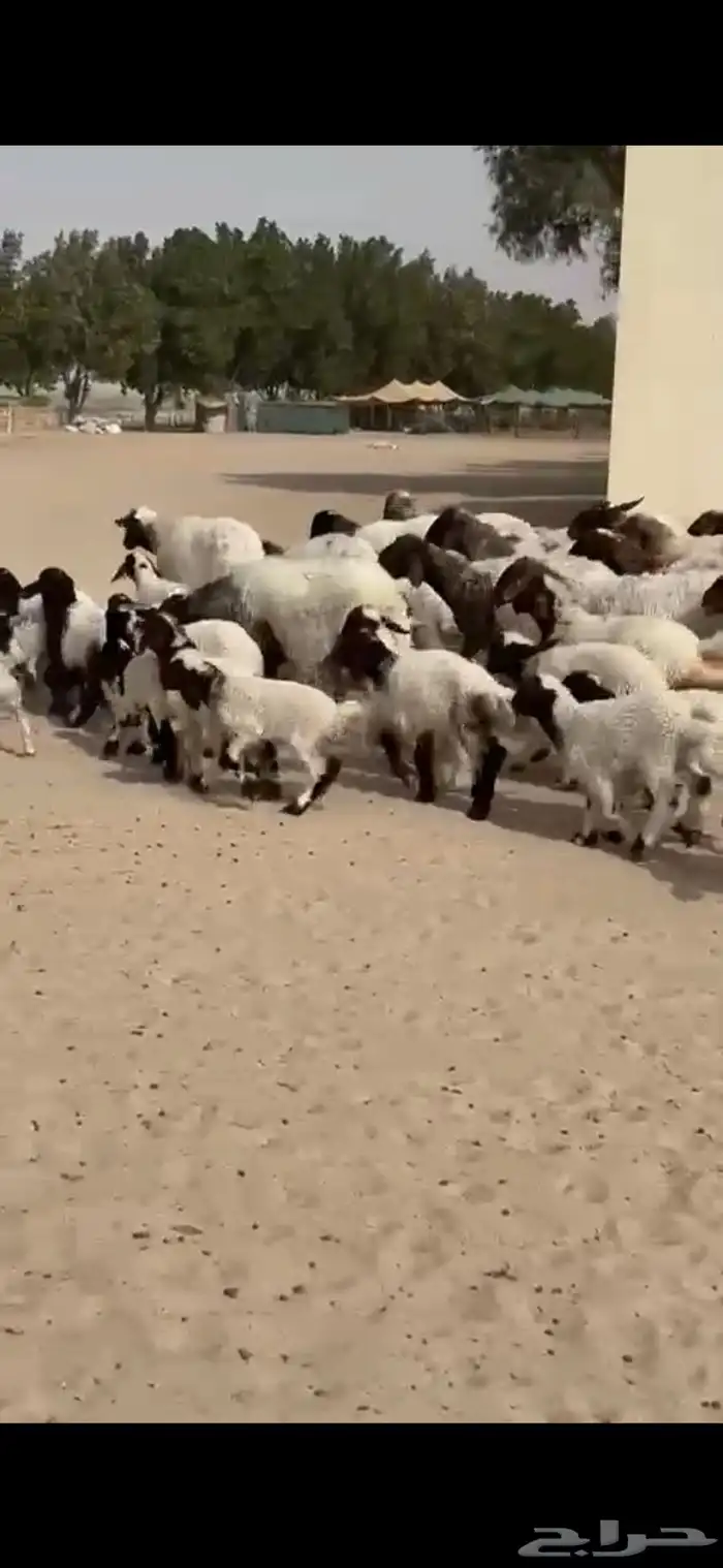 رغايث نعيم صنف فاخره 4