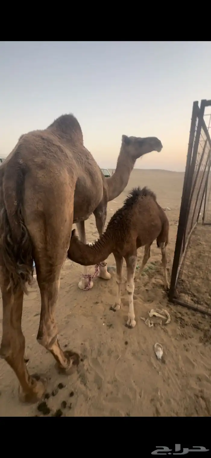 خلفه مصغر فيها الحليب 1