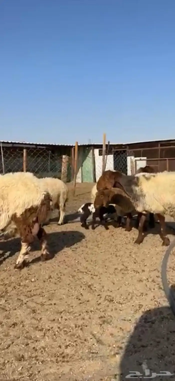 مطافيل انعيم طيبه اللبيع 8