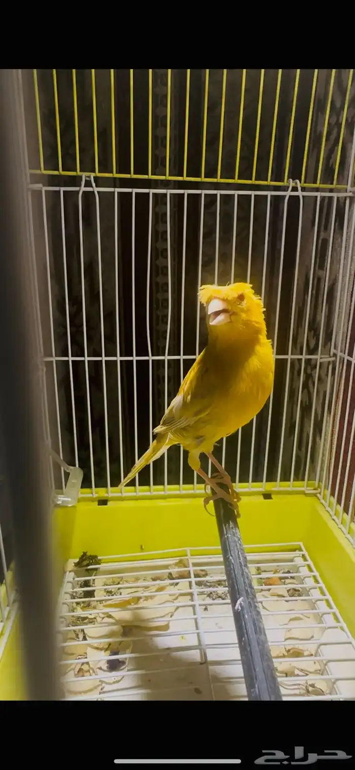انثى كناري مشمشي ( تم البيع ) 1
