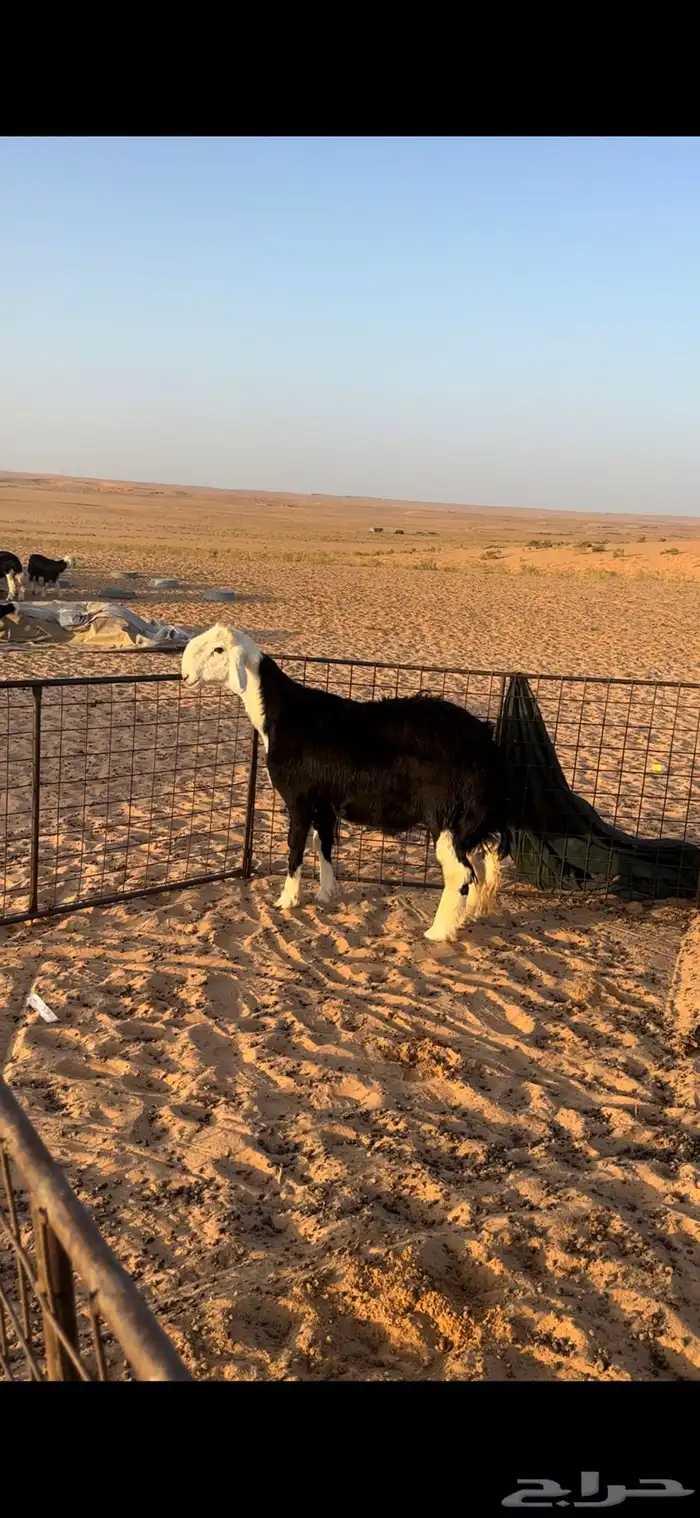 لبيع فحل نجدي مشروط 1