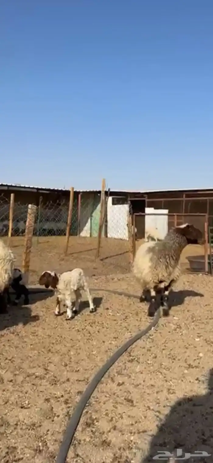 مطافيل انعيم طيبه اللبيع 10