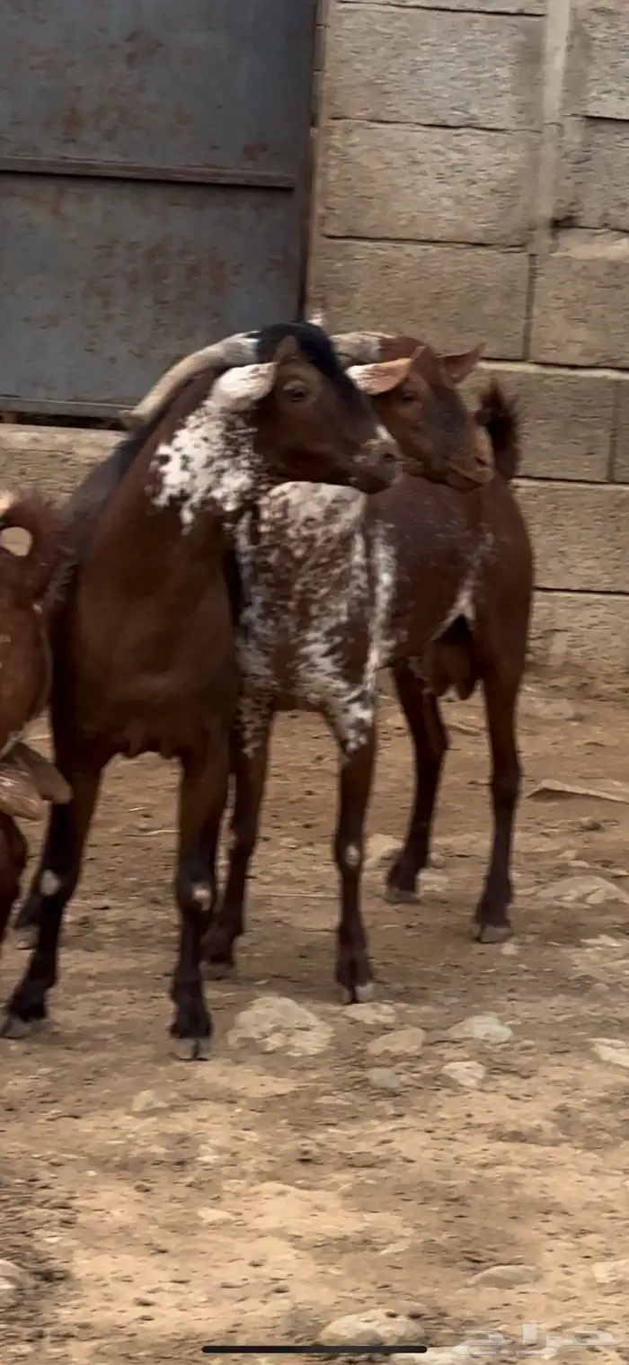 تيس فحل اوشح ادهم ادبس 3