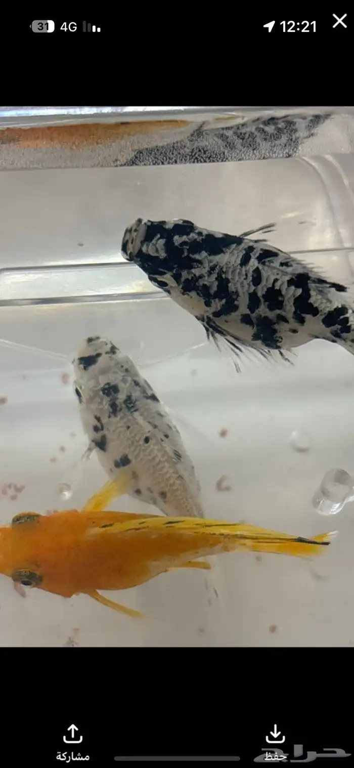 احتاج قروب سمك زينه 0