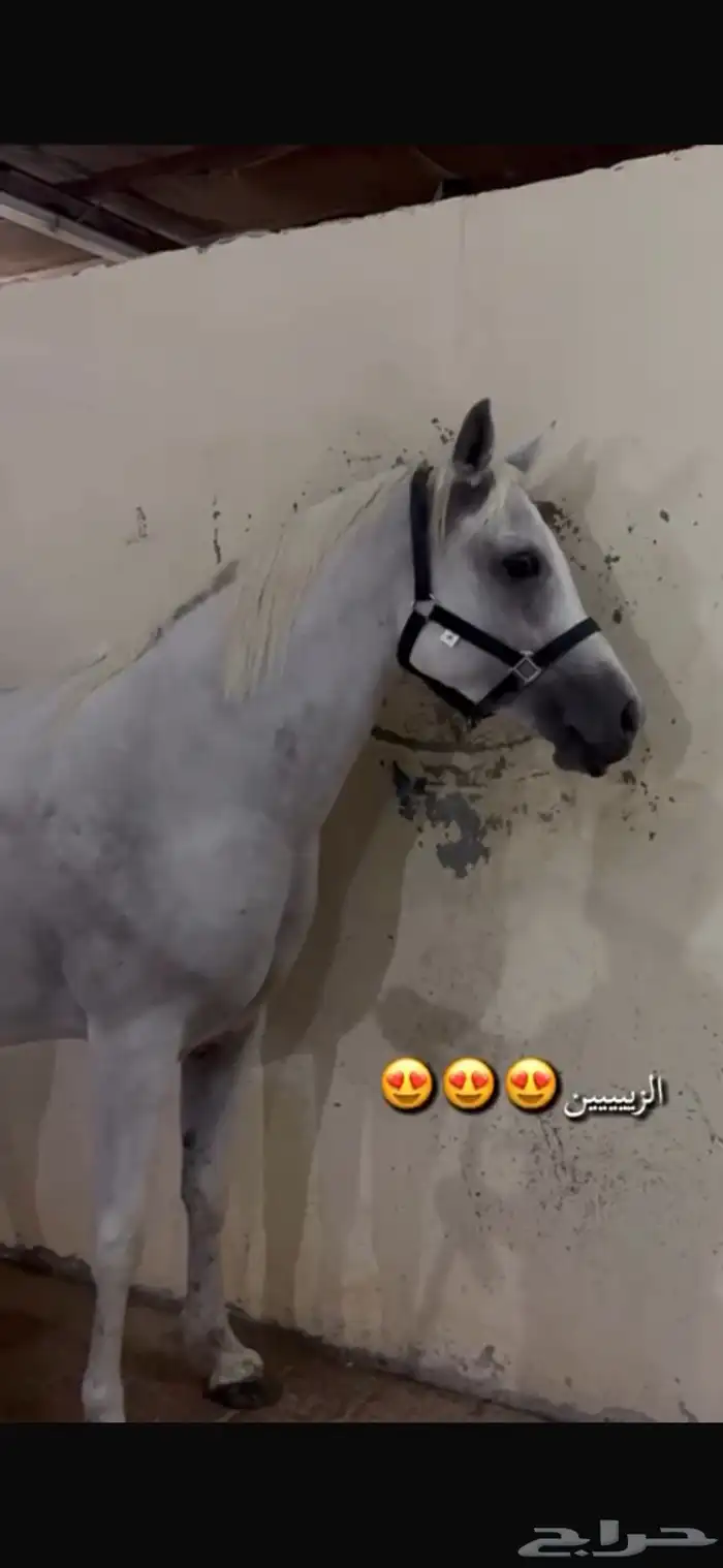 فرس شعبيه شيخه رفيعه تحتها مهر 0