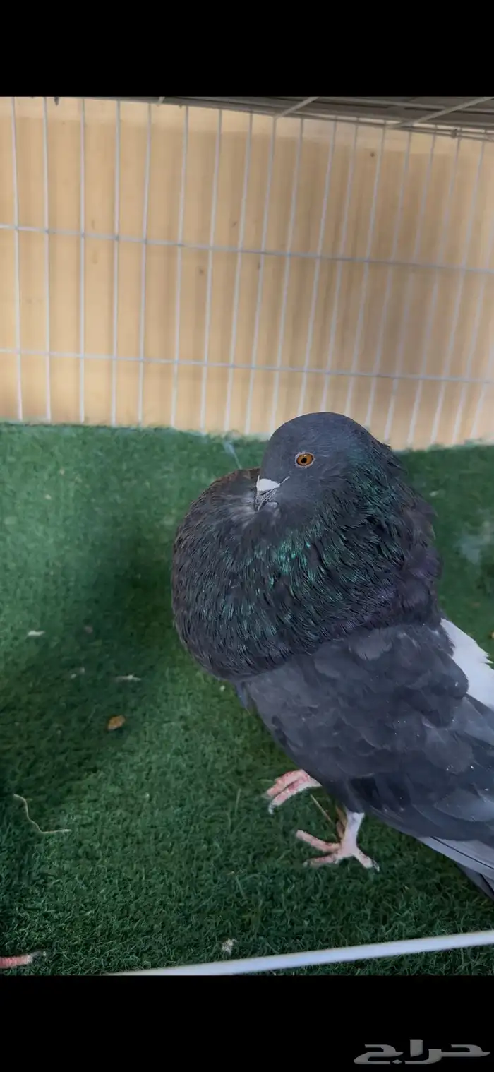 نفاخ إسباني 0