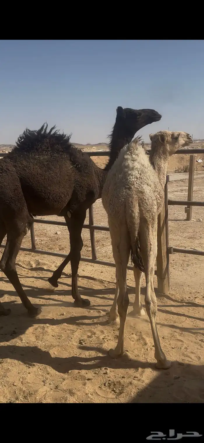 قعدان للبيع 1