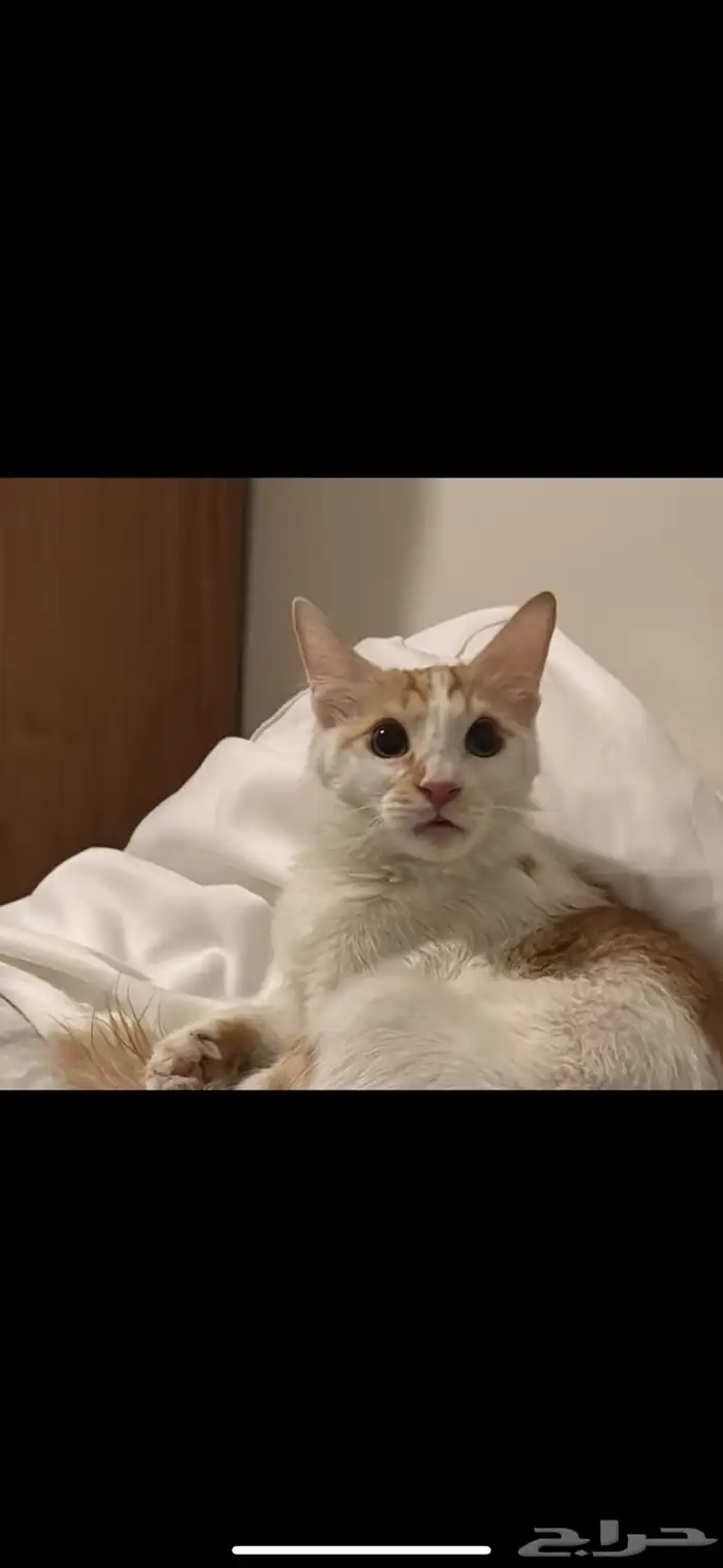 قط مفقود حي الروضة 0