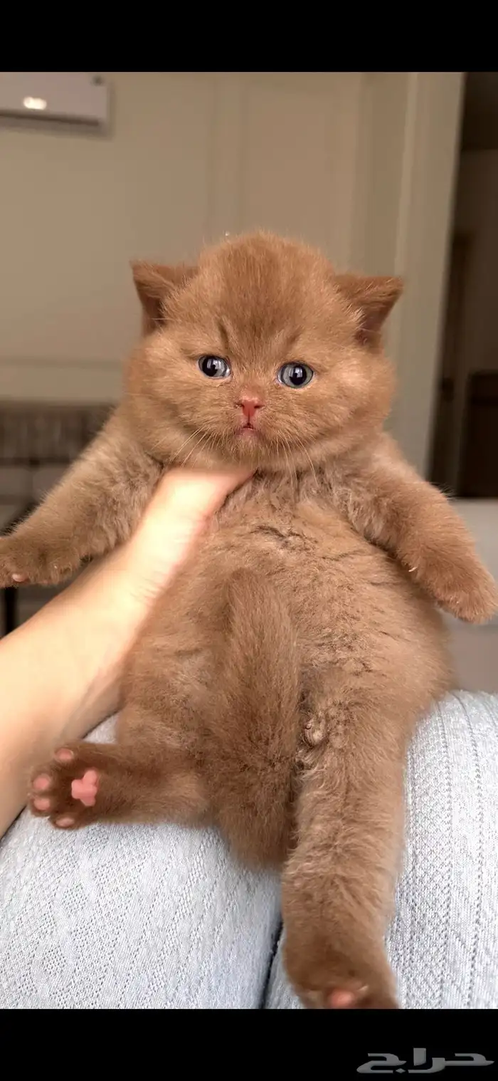 برتش شورت هير انثى للبيع 0