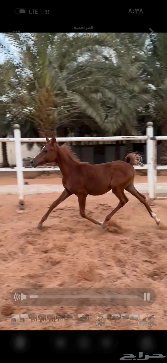 امهار واهو للبيع 1