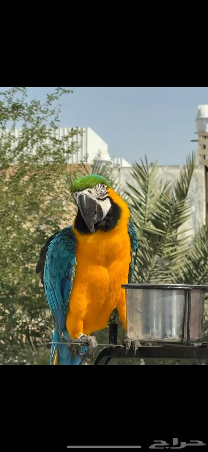 مكاو بلو اند قولد 1