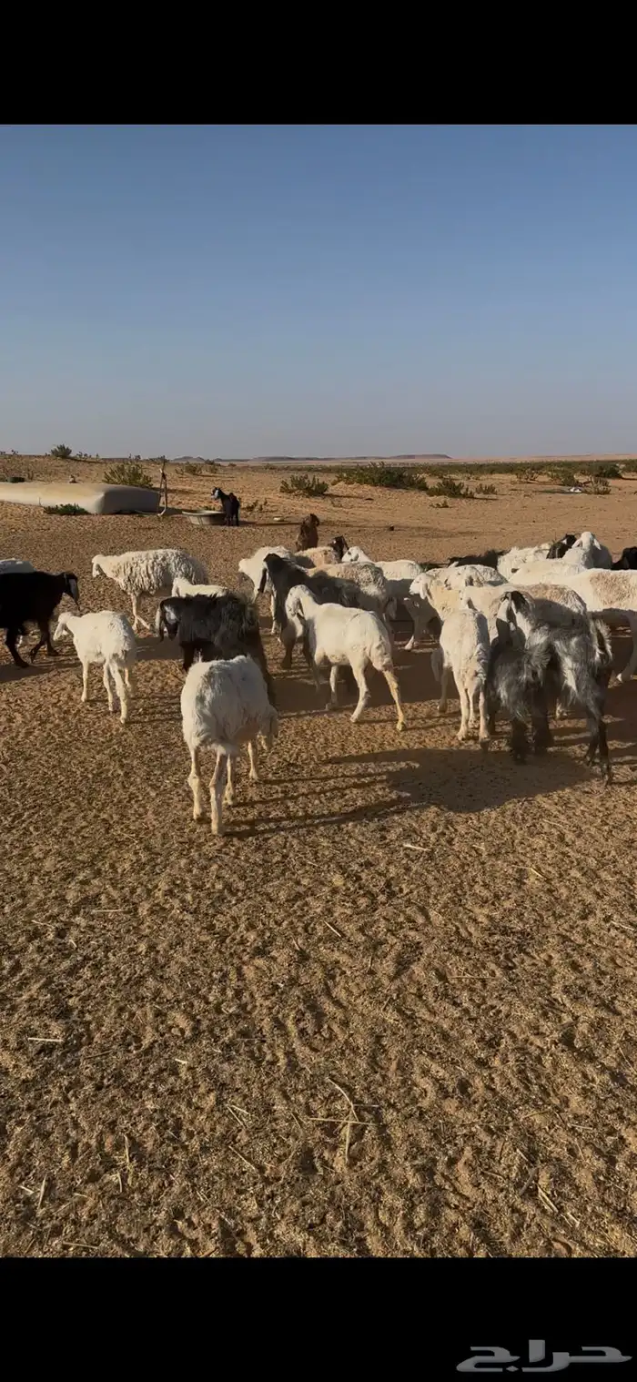 غنم حري للبيع ماعز وضأن فيه دفيع العدد حول 40 0
