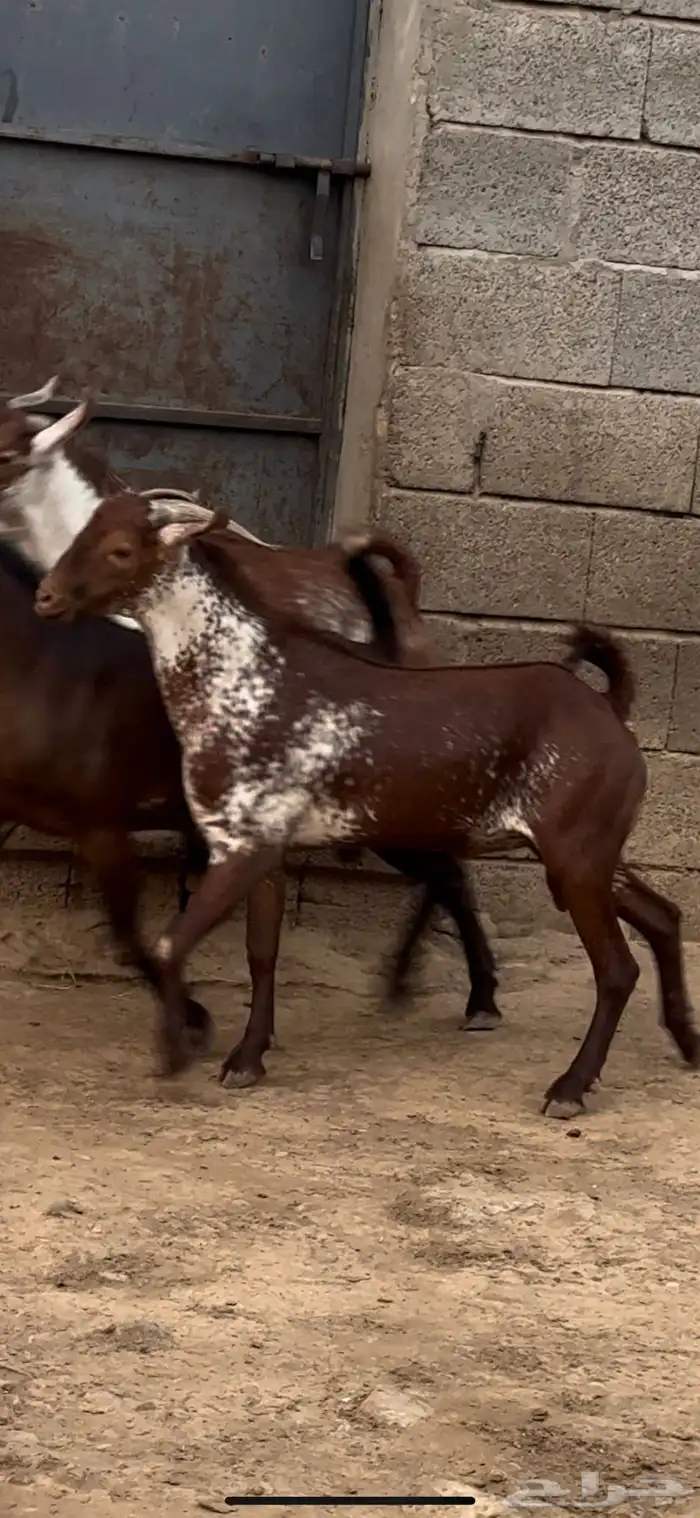 تيس فحل اوشح ادهم ادبس 4