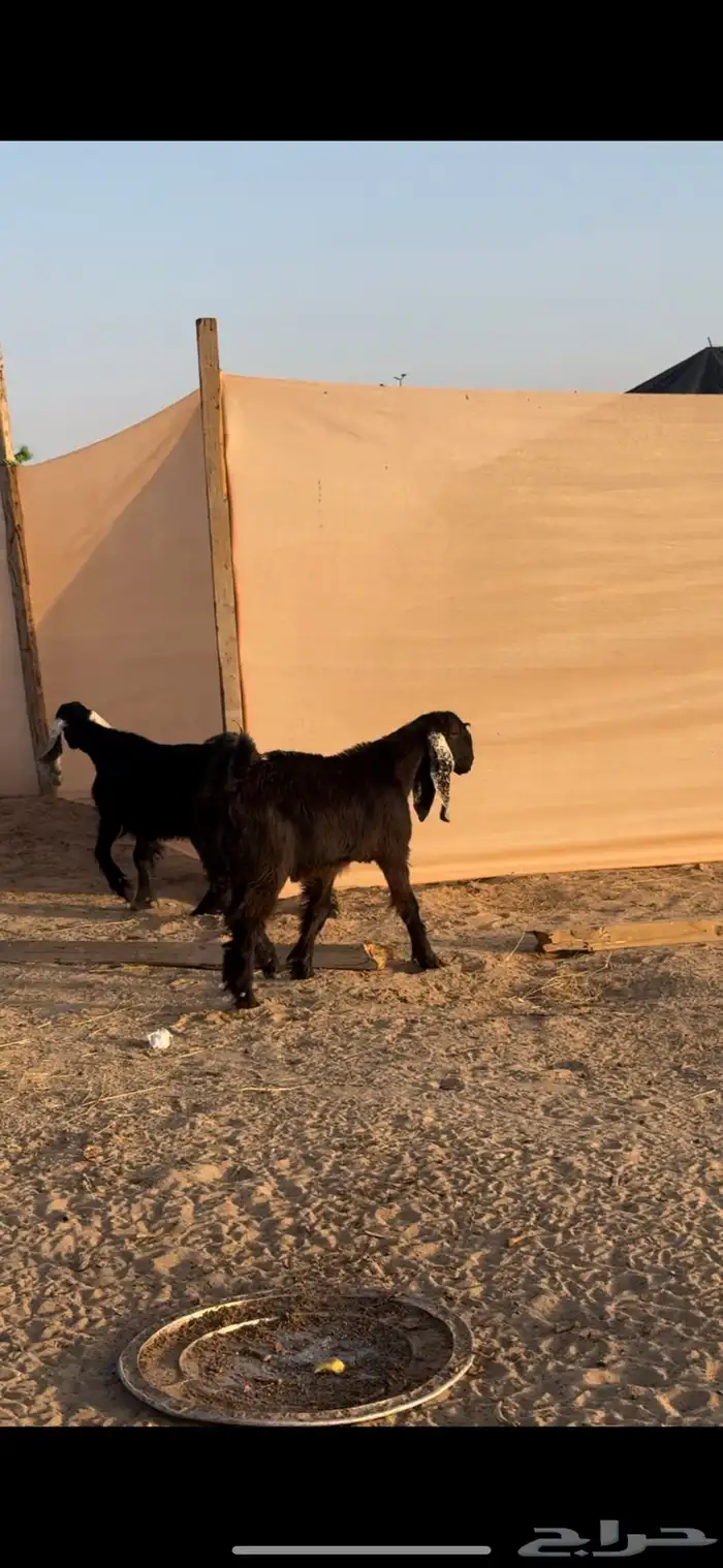 تيس وجفرين 1