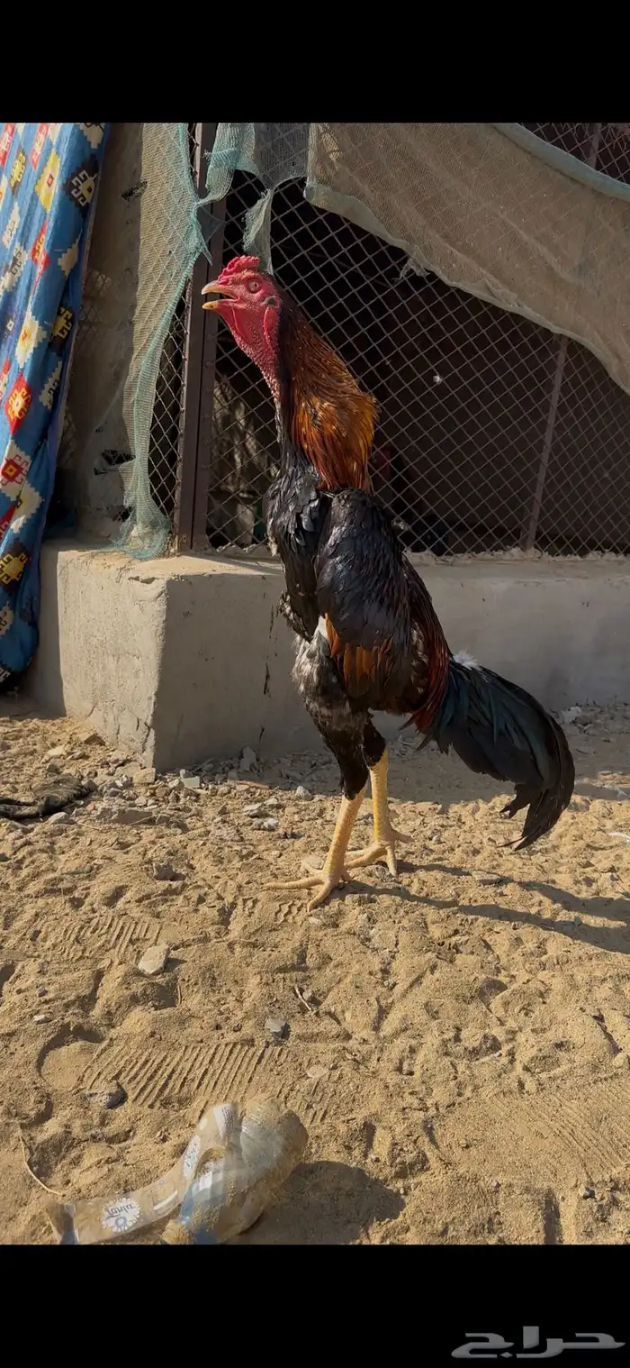 شامو ياباني 0