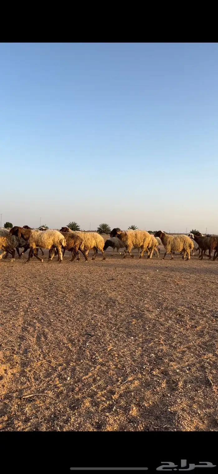 نعيم مقاني 11