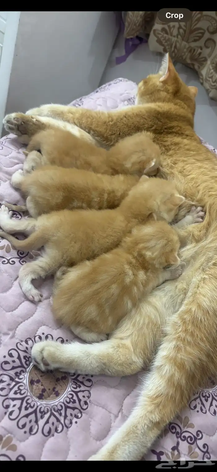 قطط سكوتش فولد 0