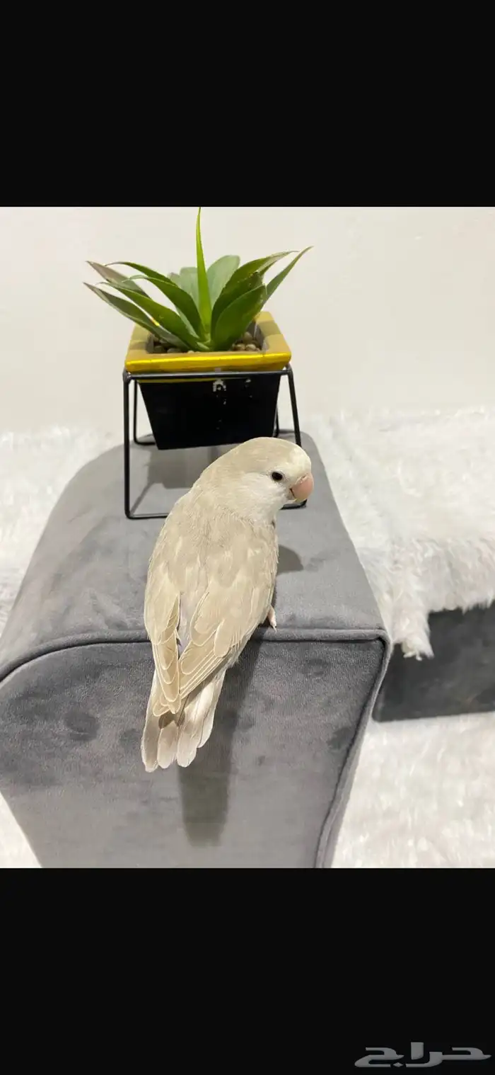 انثى روز اليفه داخل القفص وخارجه ومنتجه 1