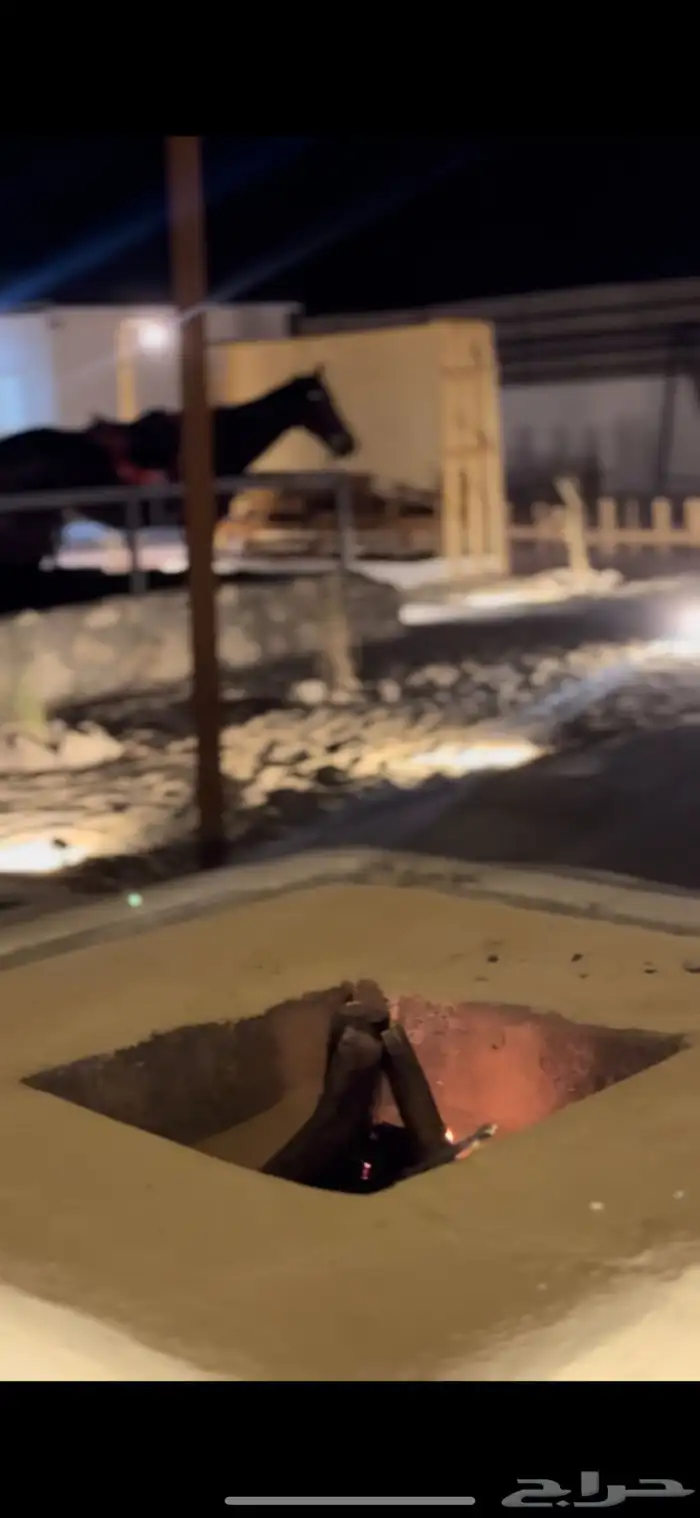 مخيم متكامل بداخل اسطبل خيل 3