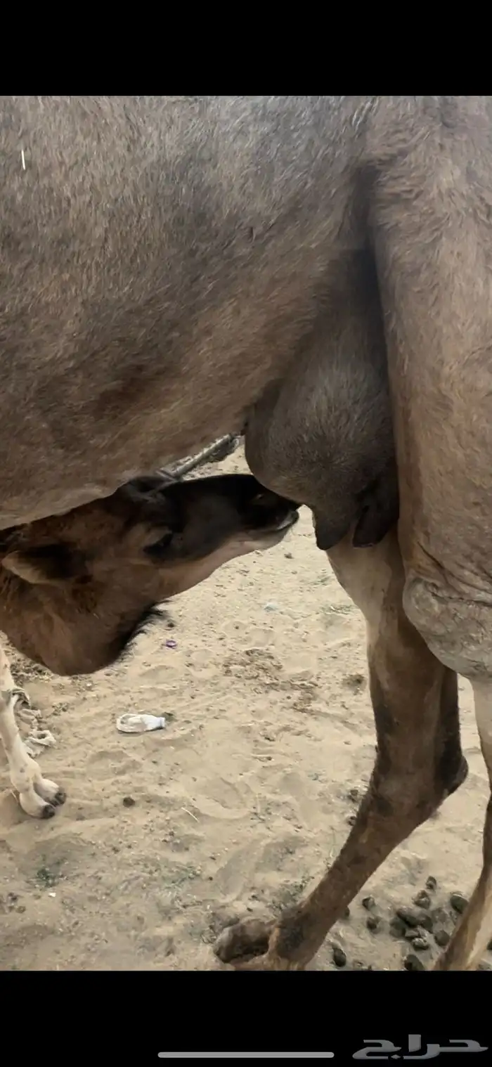 خلفه مصغر فيها الحليب 2