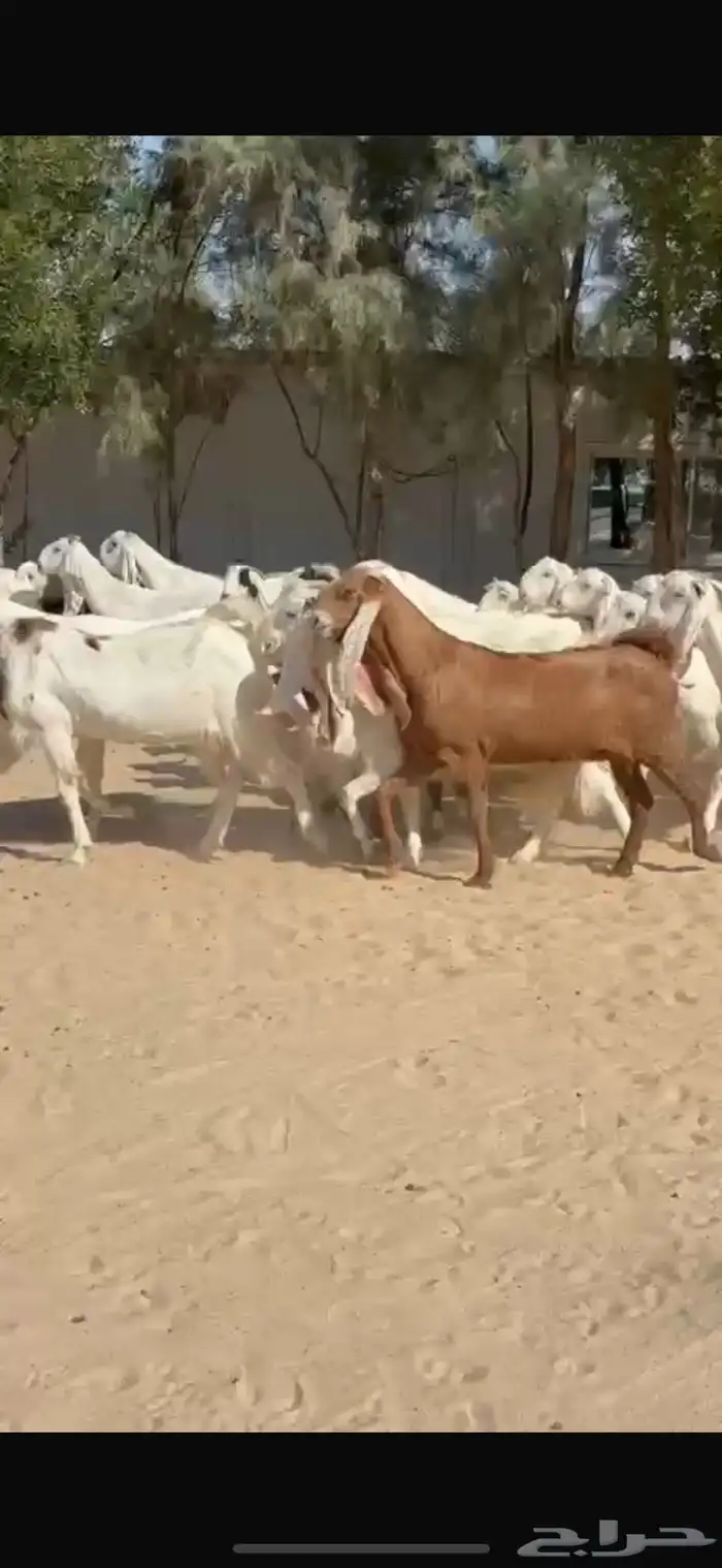 معزا بيض هولنديات 6