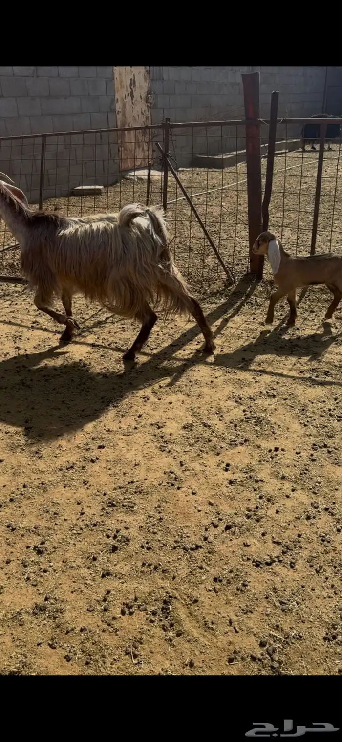 عنز اول ولده له 0