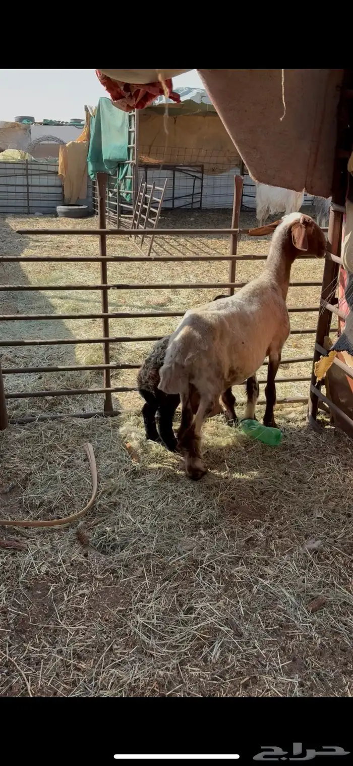 للبيع غنم 4