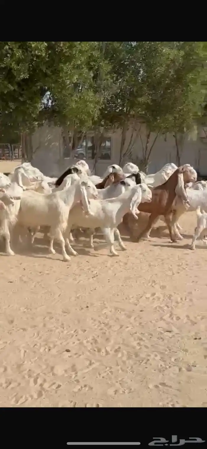 معزا بيض هولنديات 1