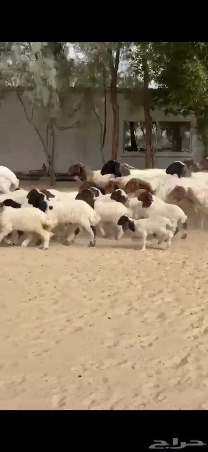 رغايث نعيم صنف فاخره 7