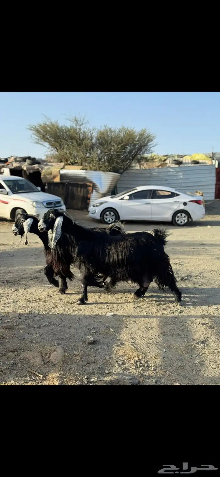 معزا عوارض صنف مفاصيل 0