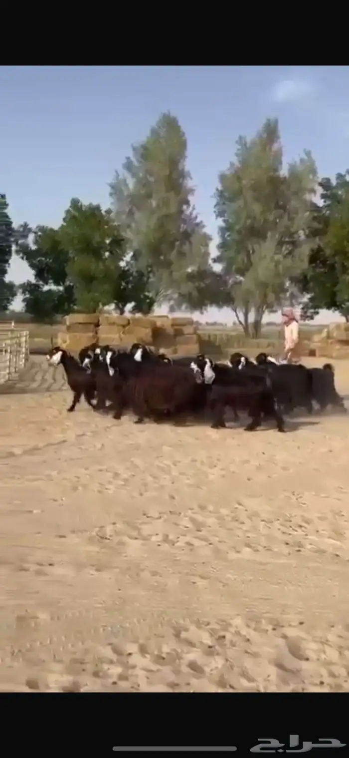 معزا عوارض طيبه للبيع 2