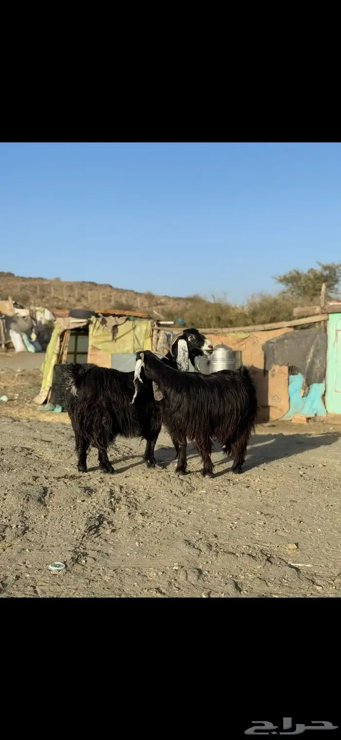 معزا عوارض صنف مفاصيل 2