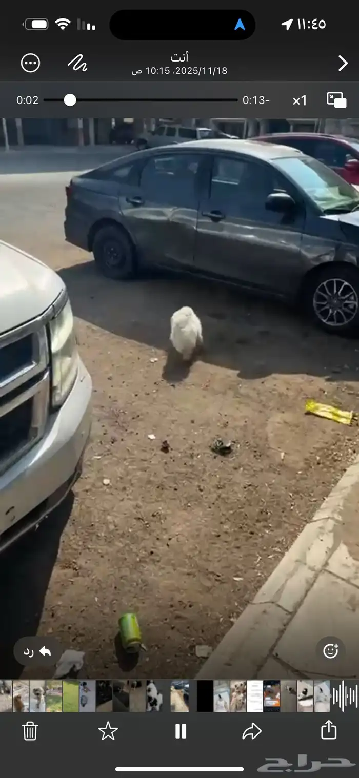 كلب مفقود ضايع 1