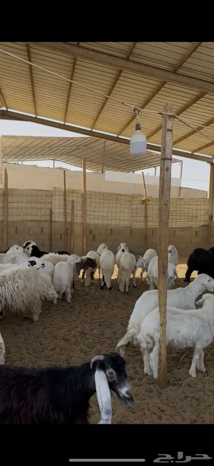 ذبائح للبيع 1