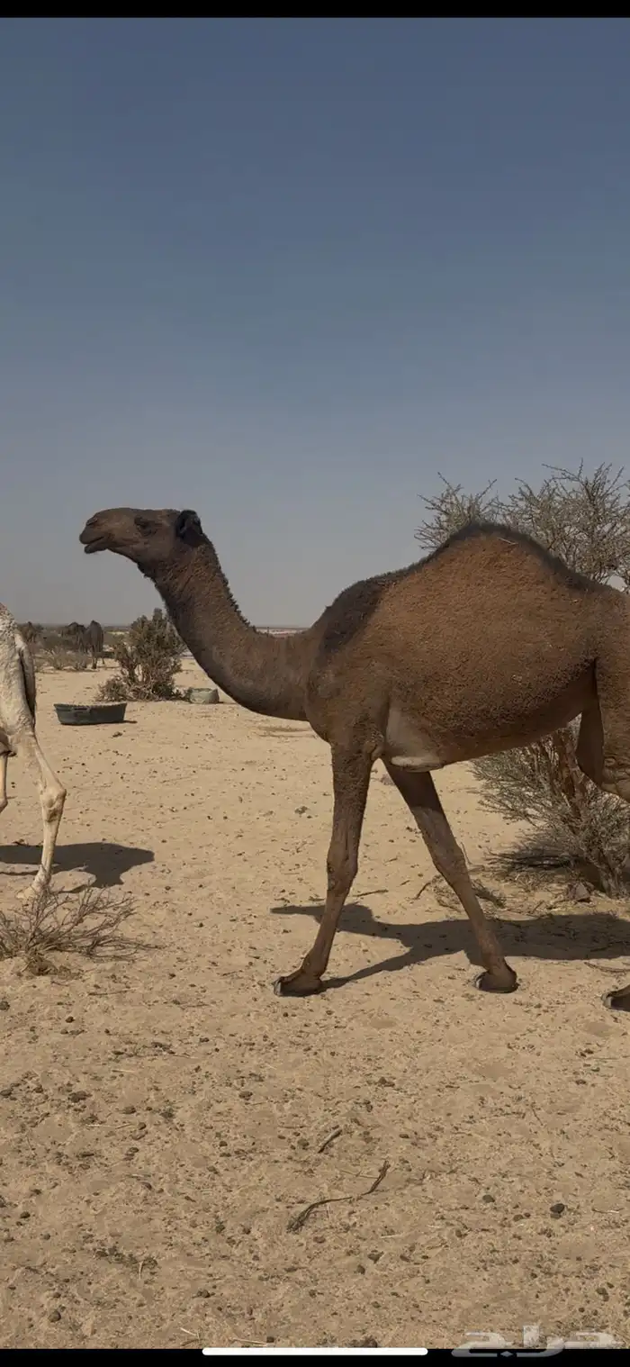 للبيع بعير كفو ساسه رماني على هياف مبلش 1