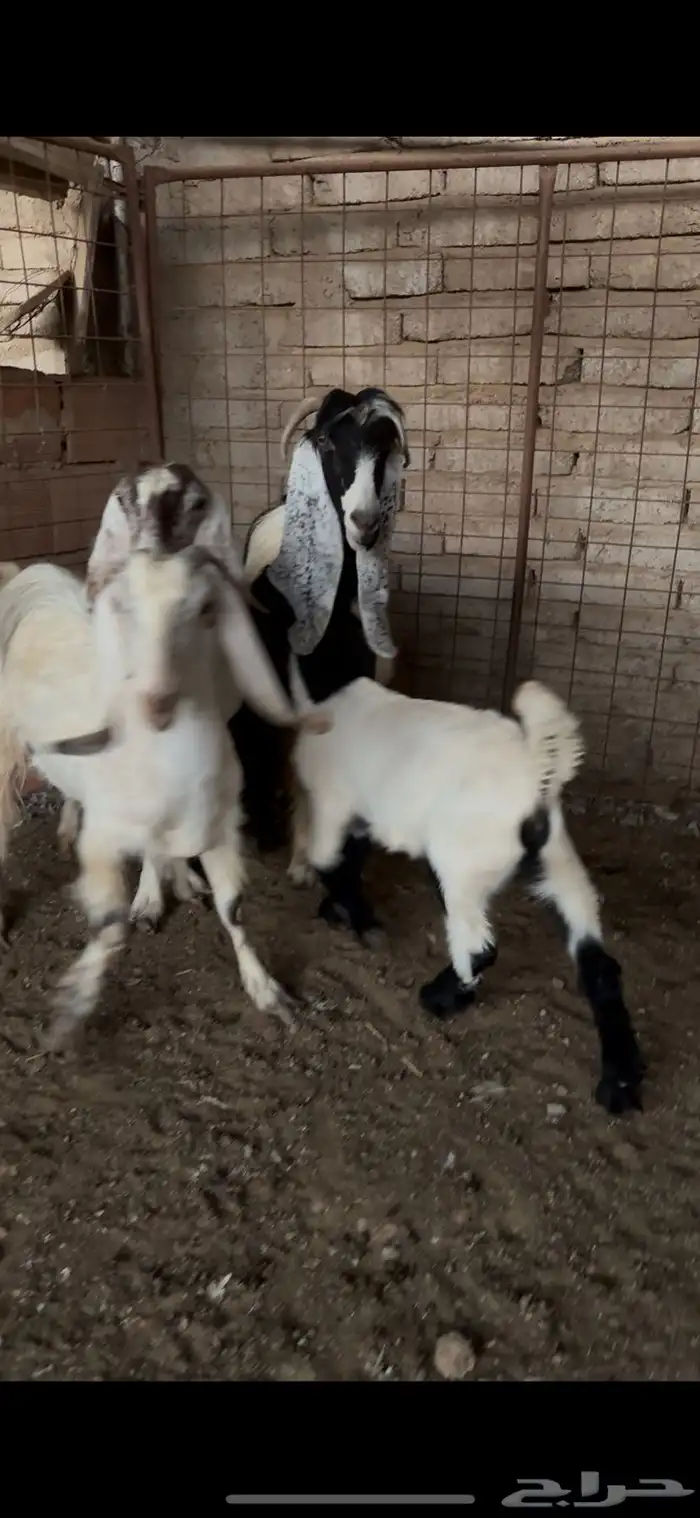ماعز حجازي للبيع مضاريع 0