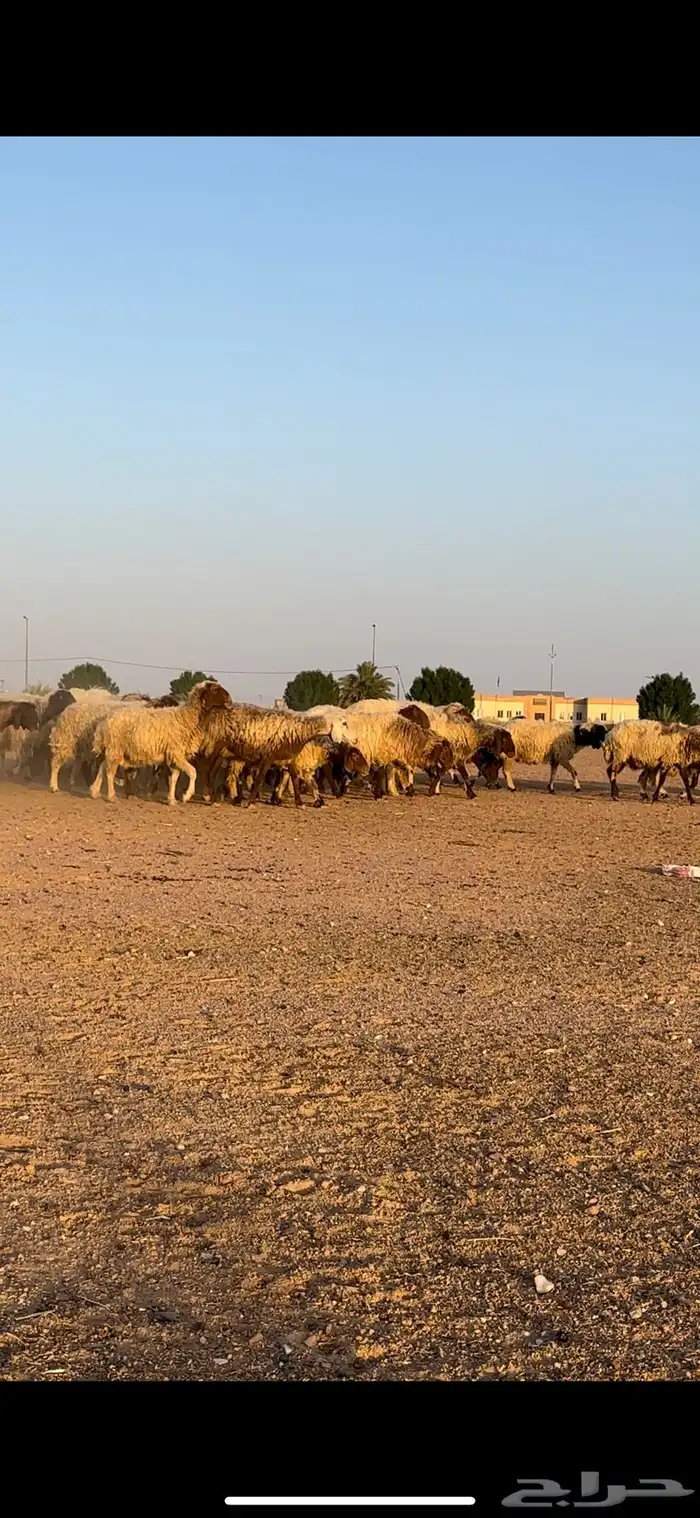 نعيم مقاني 10