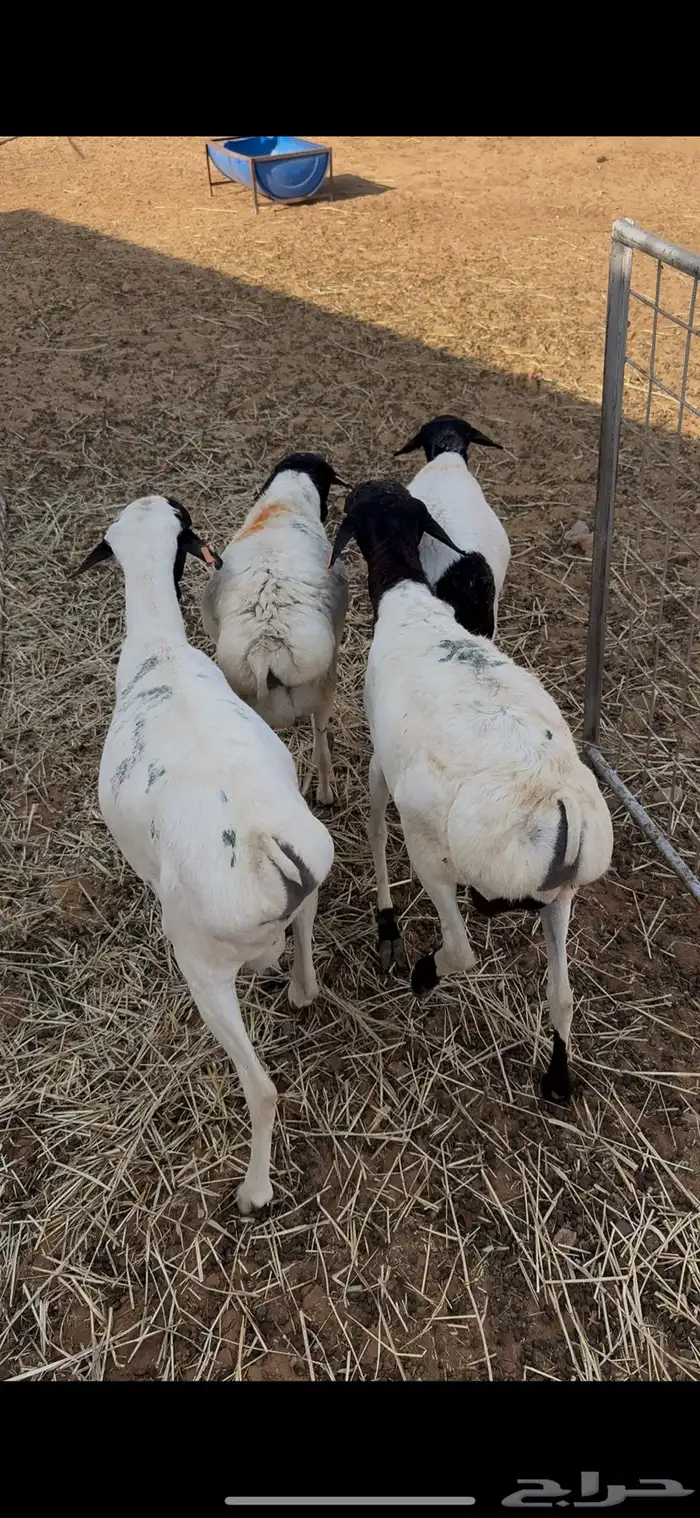 يتوفر برابر مرابي صلخ وتوصيل 0