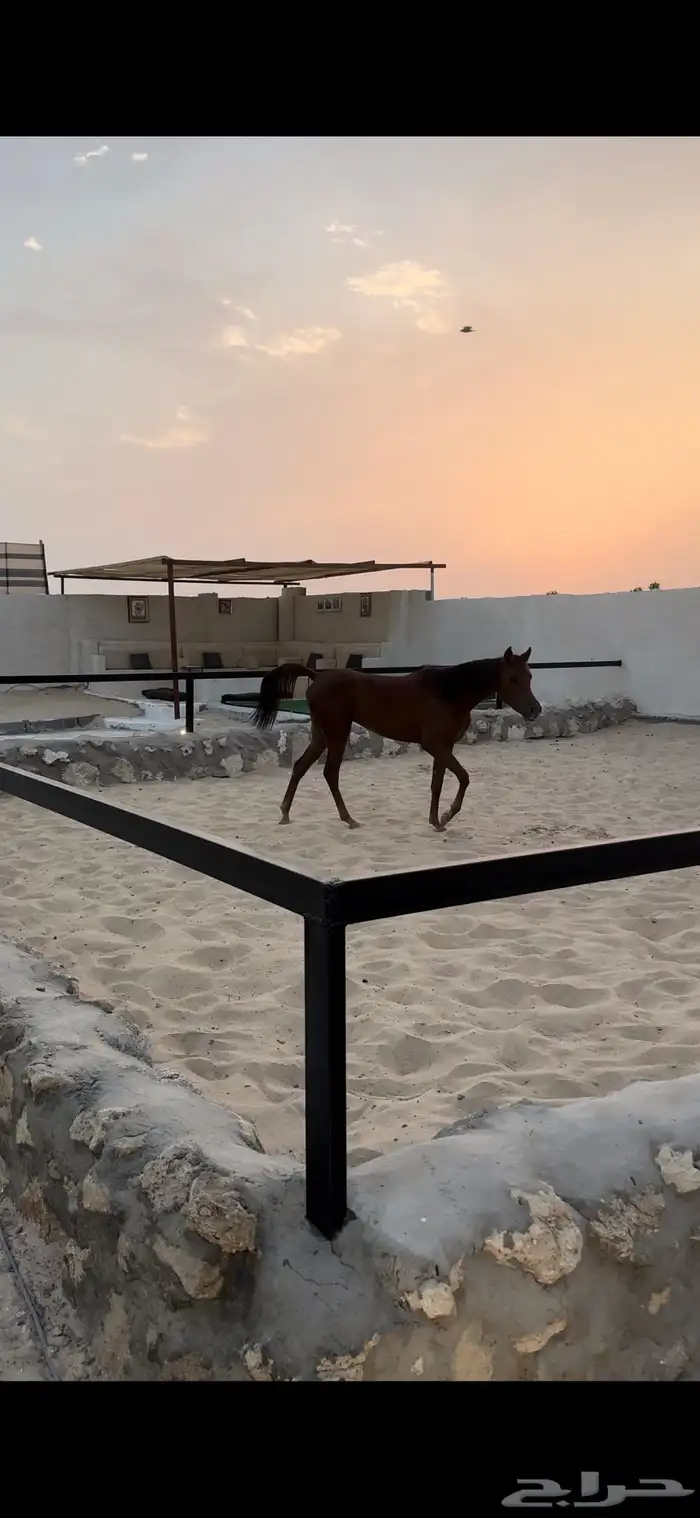 مخيم متكامل بداخل اسطبل خيل 5