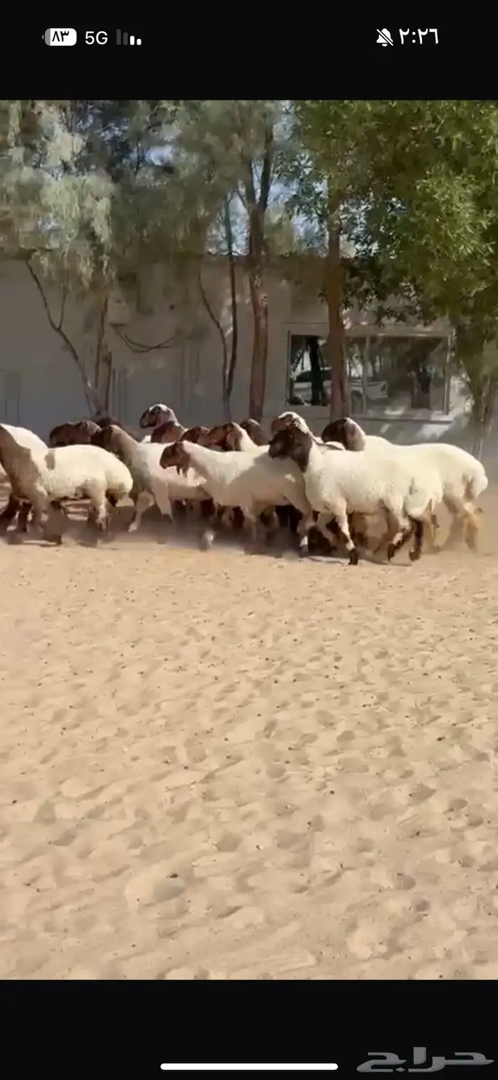 جذعات نعيم صنف 1