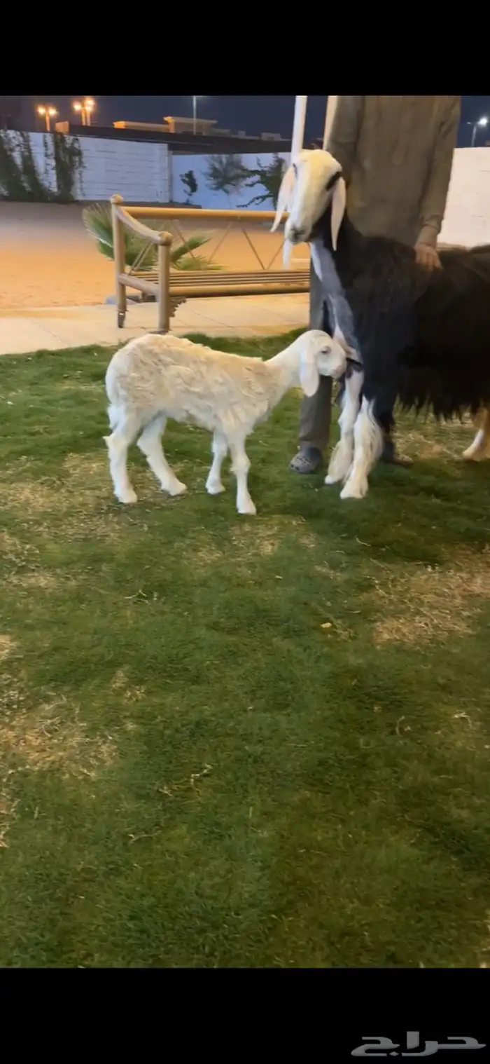 شاه نجديه والد خصم الخصم 2