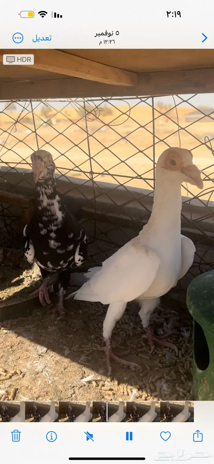 حمام كارير للبيع 0