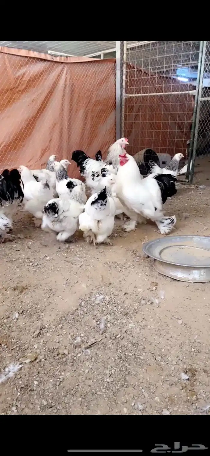 للبيع بيض مخصب براهما كولومبي كونك 16