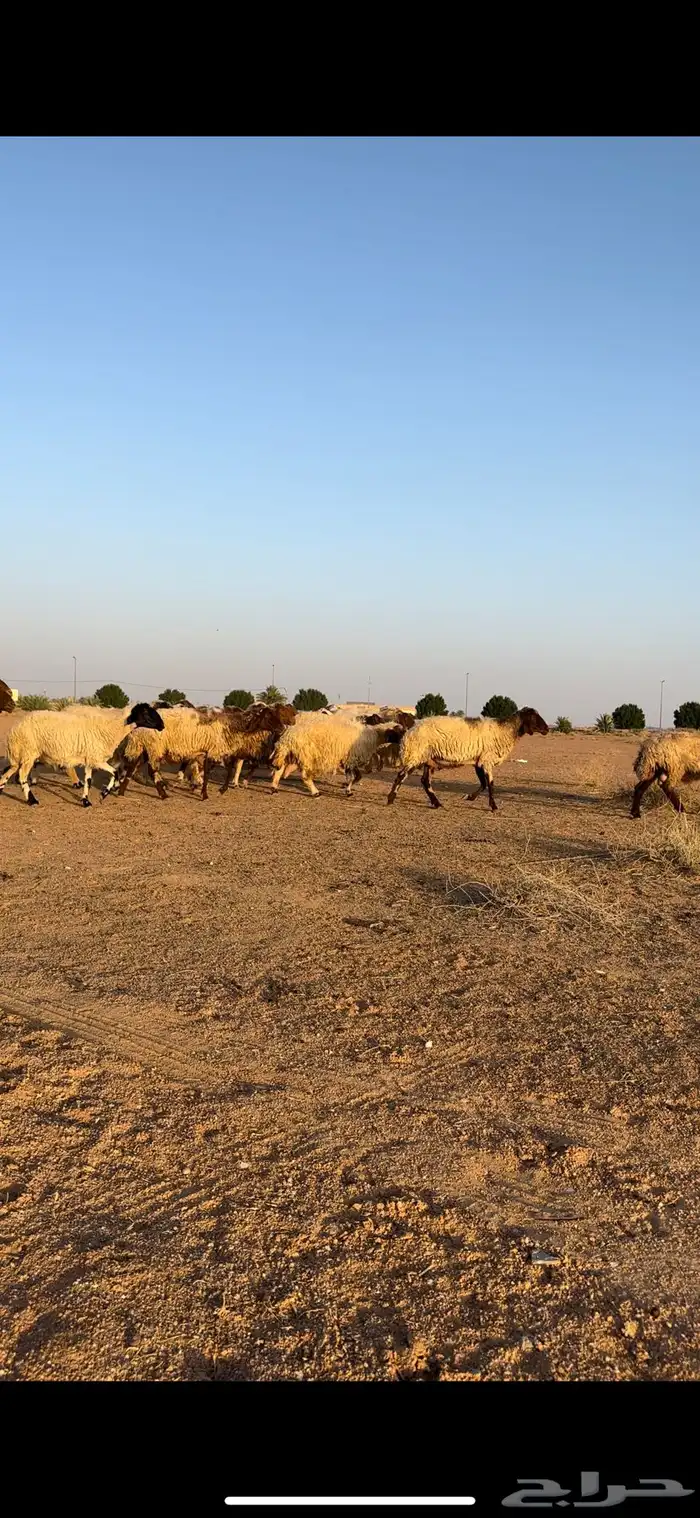 نعيم مقاني 3