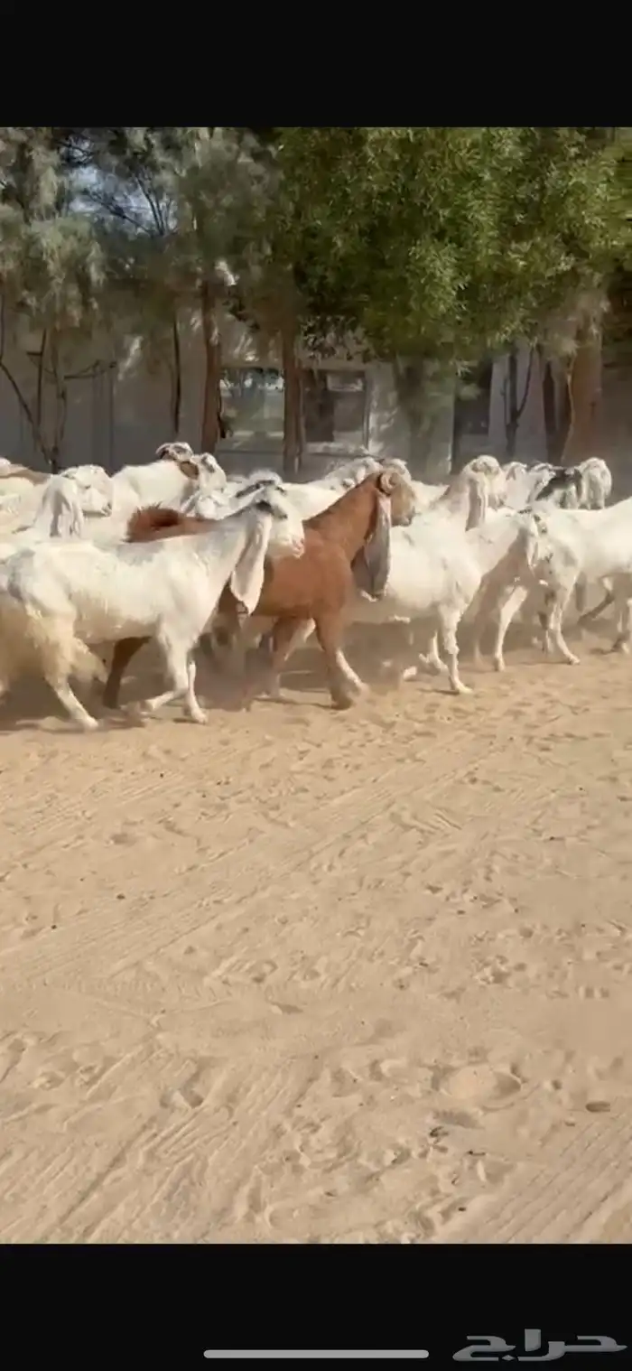 معزا بيض هولنديات 5